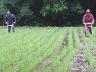 田車レース。イソさん一馬身リード。