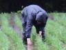 「田んぼ作業は奥が深いなぁ。イケナイ、稲を抜いたか・・・」