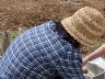 「去年、じゃがいも失敗したから緊張する…」