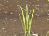 田植えから1週間後の稲
