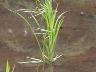 田植えから2週間後の稲