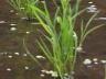 田植えから3週間後の稲