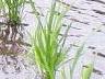 田植えから4週間後の稲