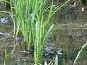 田植えから6週間後の稲
