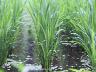 田植えから7週間後の稲