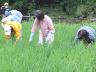 田の草取りからスタート。田んぼに入っても畑が気になる。