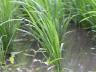 田植えから8週間後の稲