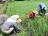 田の草取りは一休み。谷っ戸ん田は畔の草刈りで十分な状態。