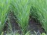 田植えから9週間後の稲