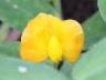 尾根畑の収穫はゼロ。でも、落花生が開花。