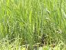 田植えから10週間後の稲