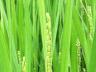 田植えから11週間後の稲(出穂)