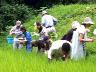 生きもの調査開始。田んぼが混んでます。