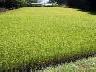 田植えから14週間後の稲(全体が黄金色に近づく)