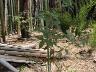 5月に植樹したヤマザクラは無事でした。