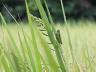 田植えから15週間後の稲(ヒエが目立ち始めた)