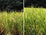 田植えから16週間後の稲(左:コシヒカリ、右:もち米)