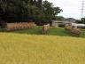 田植えから18週間後の稲(手前:稲刈りを待つもち米)