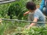 「ボクはジャガよりホウレンソウ」
